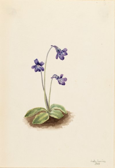 Máslovník severní Pinguicula vulgaris, 1903. od Mary Vaux Walcott