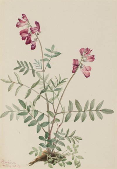 Hedysarum severní (Hedysarum boreale) od Mary Vaux Walcott