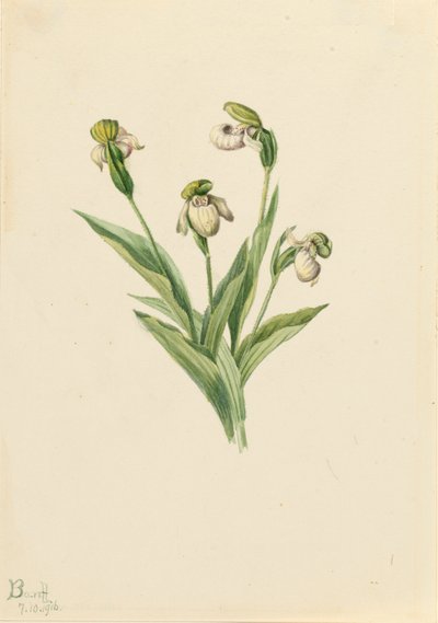 Pantoflíček severní Cypripedium passerinum, 1916. od Mary Vaux Walcott