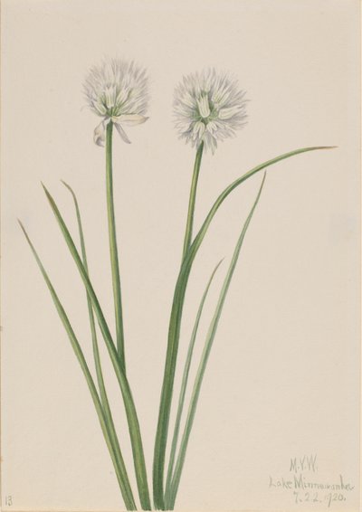 Cibule severní Allium sibiricum, 1920. od Mary Vaux Walcott