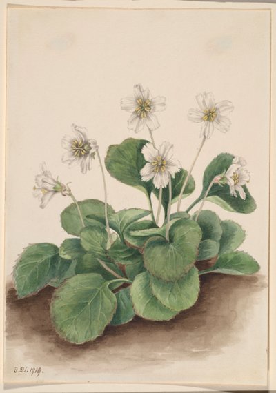Zvonky Oconee (Shortia galacifolia) od Mary Vaux Walcott