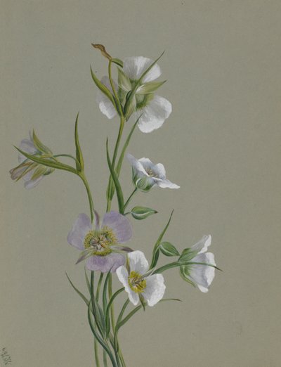 Na cestě k památníku, 1881. od Mary Vaux Walcott