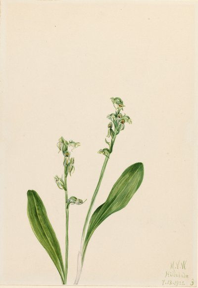 Jednolistá bažinatá orchidej Habenaria obtusata, 1922 od Mary Vaux Walcott