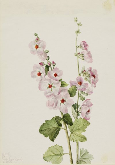 Globemallow oranžové oko (Sphaeralcea davidsonii) od Mary Vaux Walcott