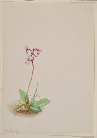 Orchis Orchis rotundifolia, 1916. od Mary Vaux Walcott
