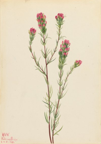 Jetel soví (Orthocarpus tenuifolius) od Mary Vaux Walcott