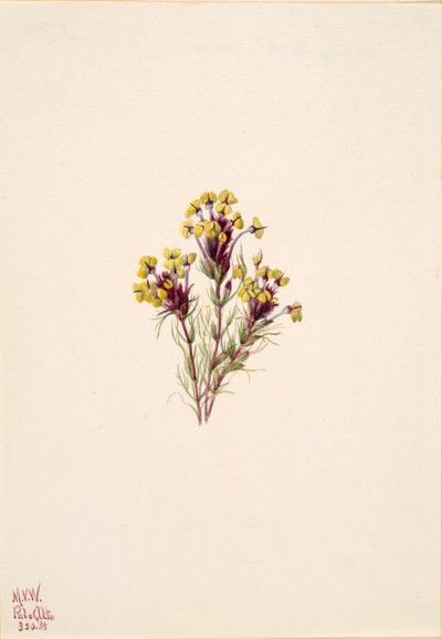Jetel sova Orthocarpus erianthus, 1935. od Mary Vaux Walcott