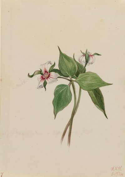Trillium malované (Trillium undulatum) od Mary Vaux Walcott