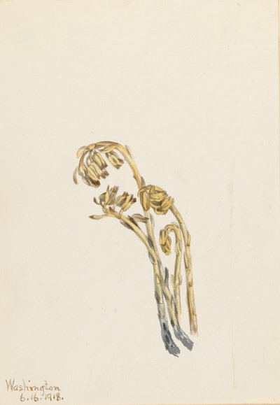 Pinesap bledý (Hypopitys americana) od Mary Vaux Walcott