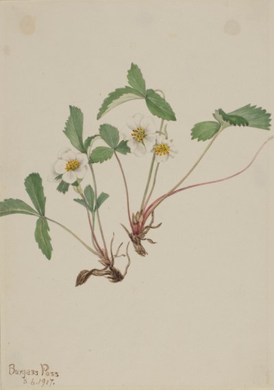 Jahodník bledý (Fragaria glauca) od Mary Vaux Walcott