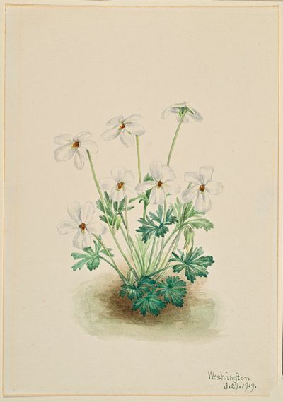 Fialka maceškovitá (Viola pedata) od Mary Vaux Walcott