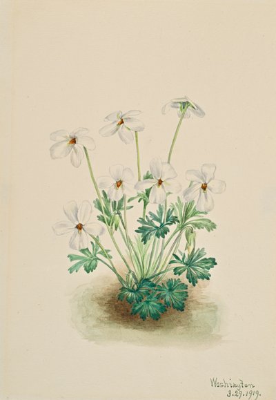 Běhoun Pansy Violet Viola, 1919. od Mary Vaux Walcott