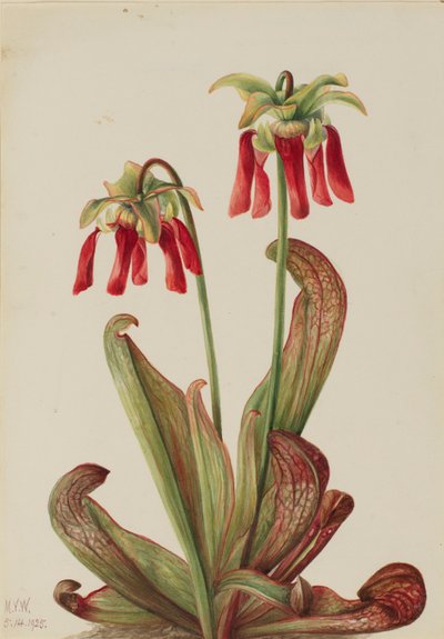 Papouškovec (Sarracenia psittacina) od Mary Vaux Walcott