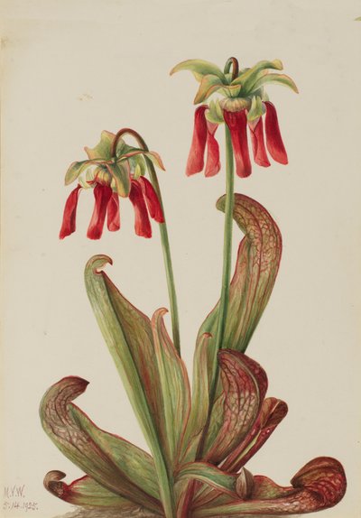 Papouščí láčkovka Sarracenia psittacina, 1925. od Mary Vaux Walcott