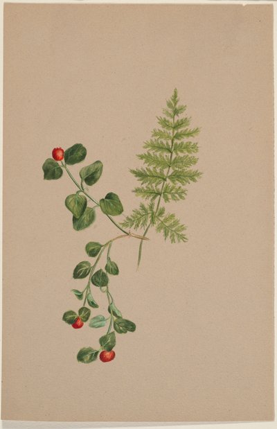 Koroptví bobule (Mitchella repens) od Mary Vaux Walcott