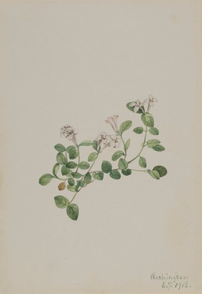Partridgeberry Mitchella repens, 1918. od Mary Vaux Walcott