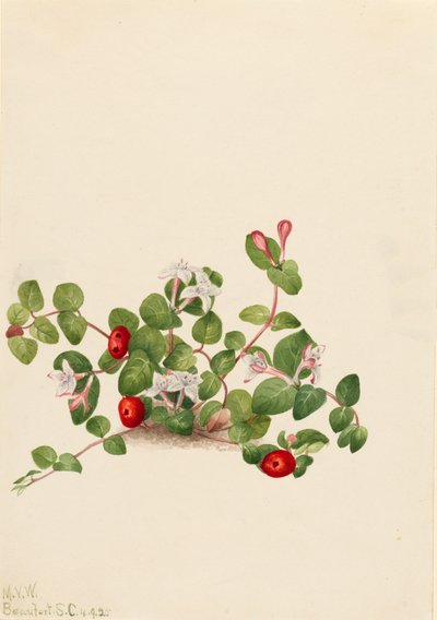 Partridgeberry Mitchella repens, 1925. od Mary Vaux Walcott