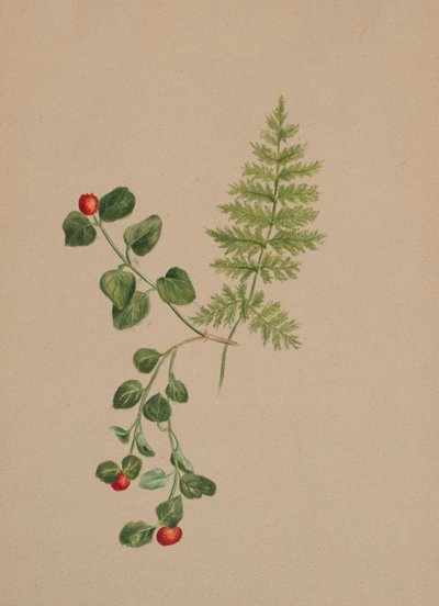 Partridgeberry Mitchella repens, ca. 1883. od Mary Vaux Walcott