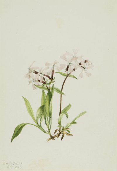 Rašeliník (Silene caroliniana) od Mary Vaux Walcott