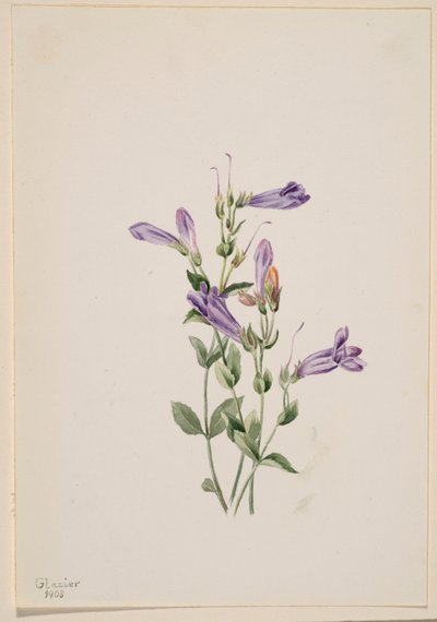 Penstemon (Penstimon fruiticosus) od Mary Vaux Walcott