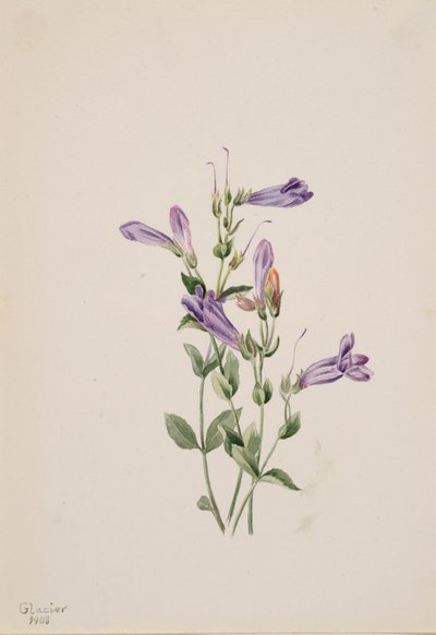 Penstemon Penstimon fruiticosus, 1903. od Mary Vaux Walcott