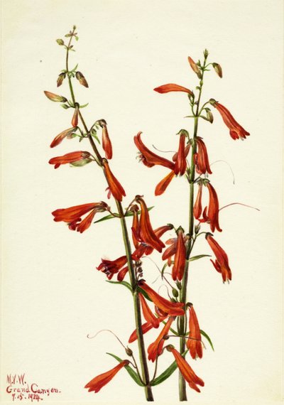 Pentstemon (Pentstemon barbatus) od Mary Vaux Walcott