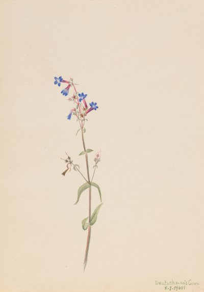 Penstemon Penstemon procerus, 1905. od Mary Vaux Walcott