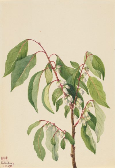 Persimmon (Diospyros virginiana) od Mary Vaux Walcott