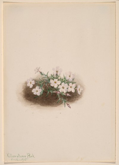 Phlox od Mary Vaux Walcott