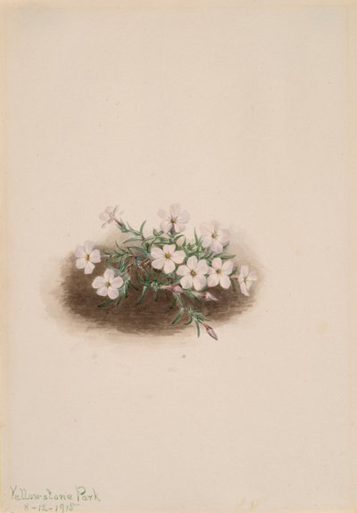 Phlox, 1915. od Mary Vaux Walcott