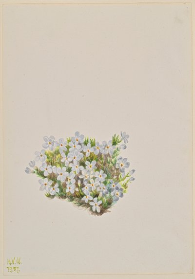 Phlox Phlox caespitosa, 1937 od Mary Vaux Walcott