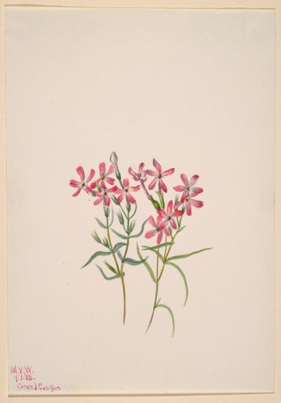Phlox stansburyi od Mary Vaux Walcott