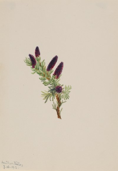 Picea engelmanni od Mary Vaux Walcott