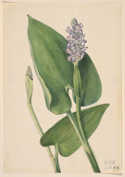 Ostružiník srdčitý (Pontederia cordata) od Mary Vaux Walcott