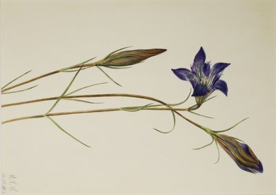 Hořec brvitý (Gentiana porphyrio) od Mary Vaux Walcott