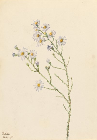 Hvězdnice čtvercová (Aster squarrosus) od Mary Vaux Walcott