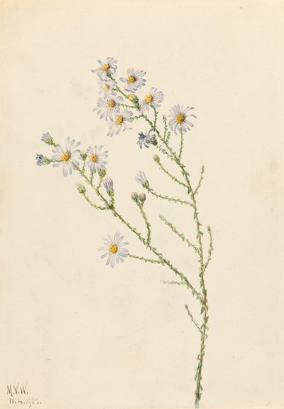 Pineland Aster Aster squarrosus, 1922. od Mary Vaux Walcott