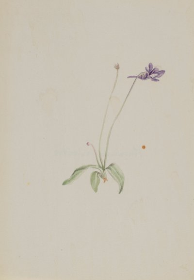 Pinguicula vulgaris od Mary Vaux Walcott