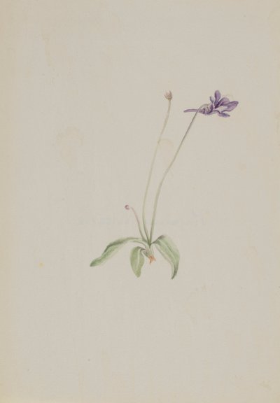 Pinguicula vulgaris, ca. začátek 30. let 20. století. od Mary Vaux Walcott