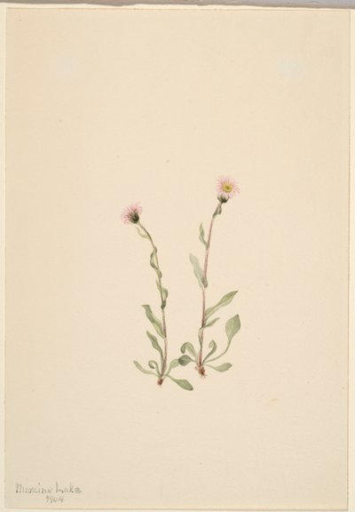 Růžový blešník (Erigeron jucundus) od Mary Vaux Walcott