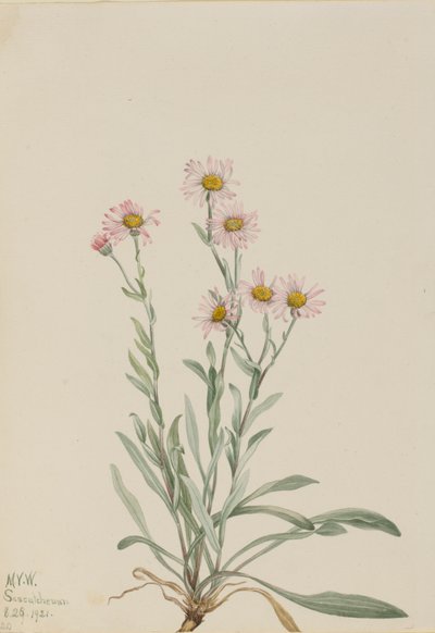 Pink Fleabane Erigeron caespitosus, 1921 od Mary Vaux Walcott