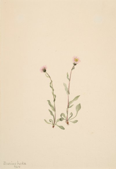 Pink Fleabane Erigeron jucundus, 1904 od Mary Vaux Walcott