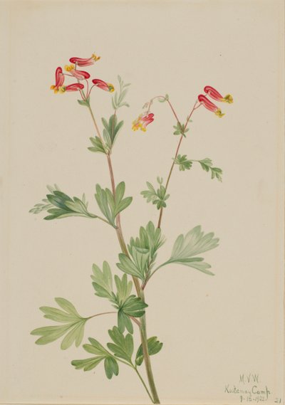 Růžový pryšec (Capnoides sempervirens) od Mary Vaux Walcott