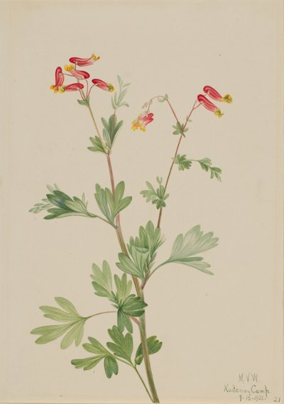 Pink Fumeroot Capnoides sempervirens, 1922. od Mary Vaux Walcott