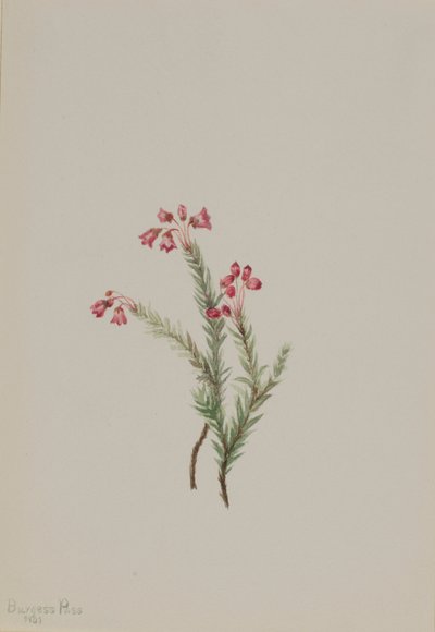 Vřes růžový (Phyllodoce empetriformis) od Mary Vaux Walcott