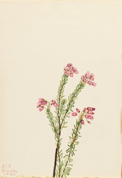 Vřesovec růžový (Phyllodoce empetriformis) od Mary Vaux Walcott
