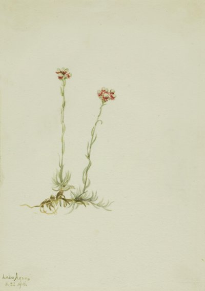 Růžové kočičky (Antennaria rosea) od Mary Vaux Walcott