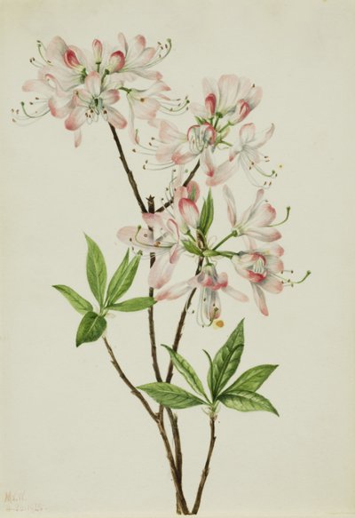 Azalka růžová (Azalea vaseyi) od Mary Vaux Walcott