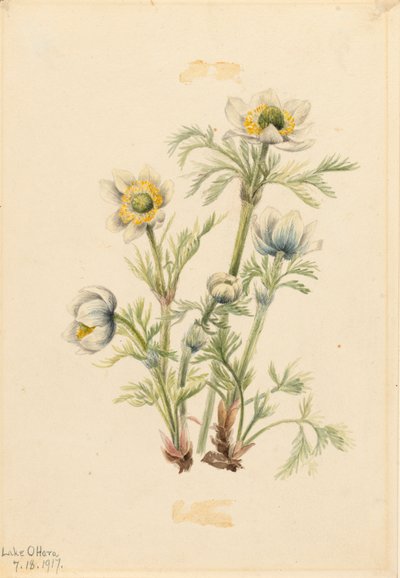 Plume Anemone Pulsatilla occidentalis, 1917 od Mary Vaux Walcott