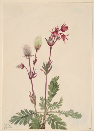 Prérijní dýmovnice (Sieversia ciliata) od Mary Vaux Walcott